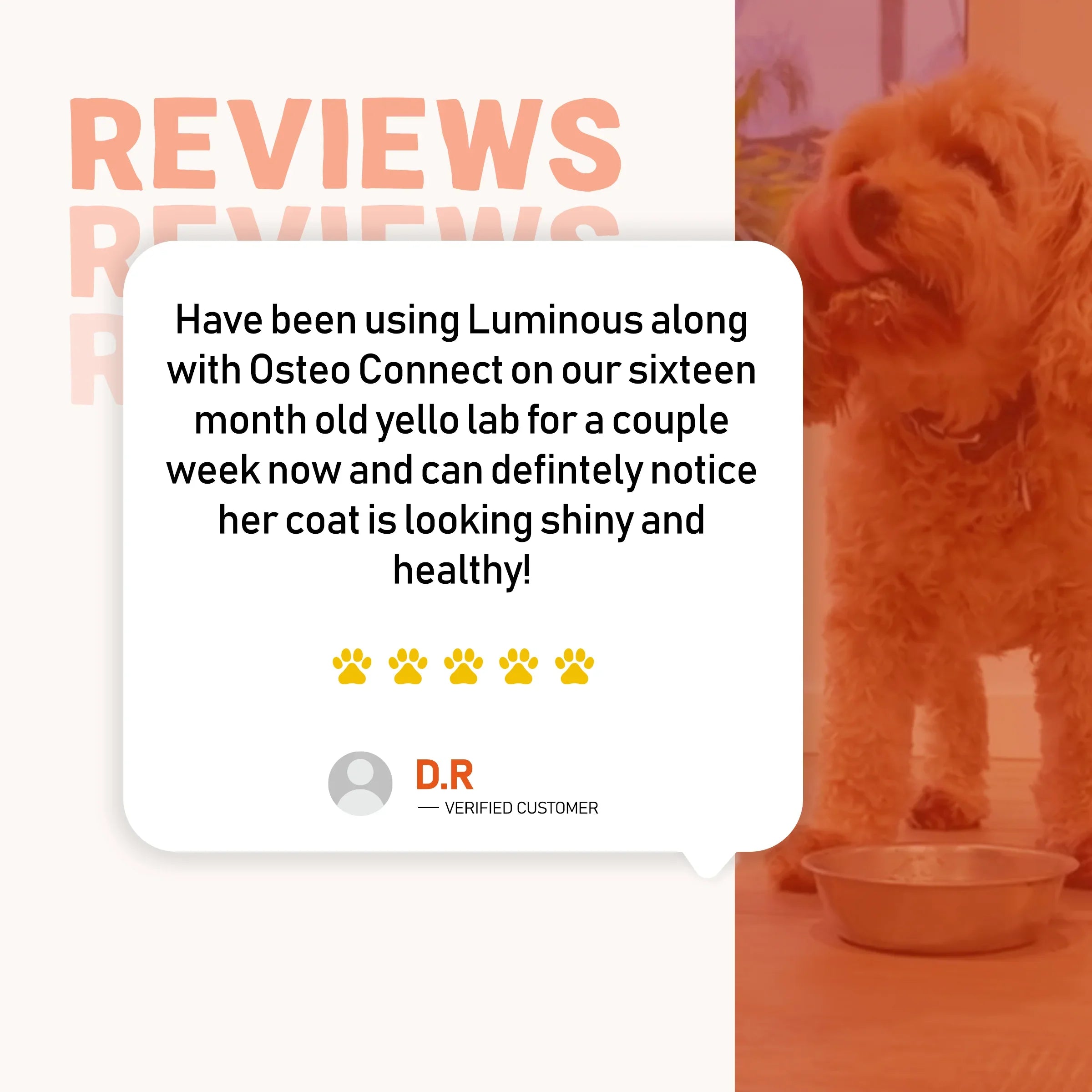 Luminous - Omega 3 and 6 Fatty Acid Supplement for Dogs